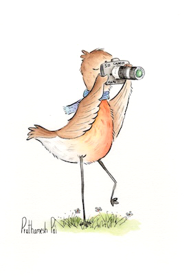 Bird photography